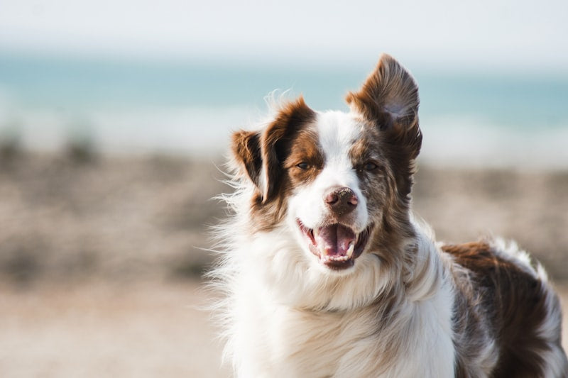 Dog Products